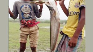 ঘাটে বাঁধা নৌকায় লাফিয়ে উঠল বিশালাকারের বোয়াল!