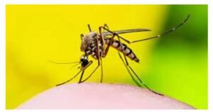 ২৪ ঘণ্টায় আরও ৩৫১ জন ডেঙ্গু আক্রান্ত