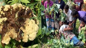 ছত্রাকনাশক ব্যবহারে নষ্ট ফুলকপি, ক্ষেতেই জ্ঞান হারালেন কৃষক