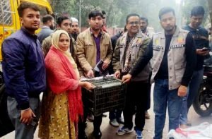 উদ্ধার হওয়া হনুমানের ঠাঁই হলো গাজীপুর সাফারি পার্কে