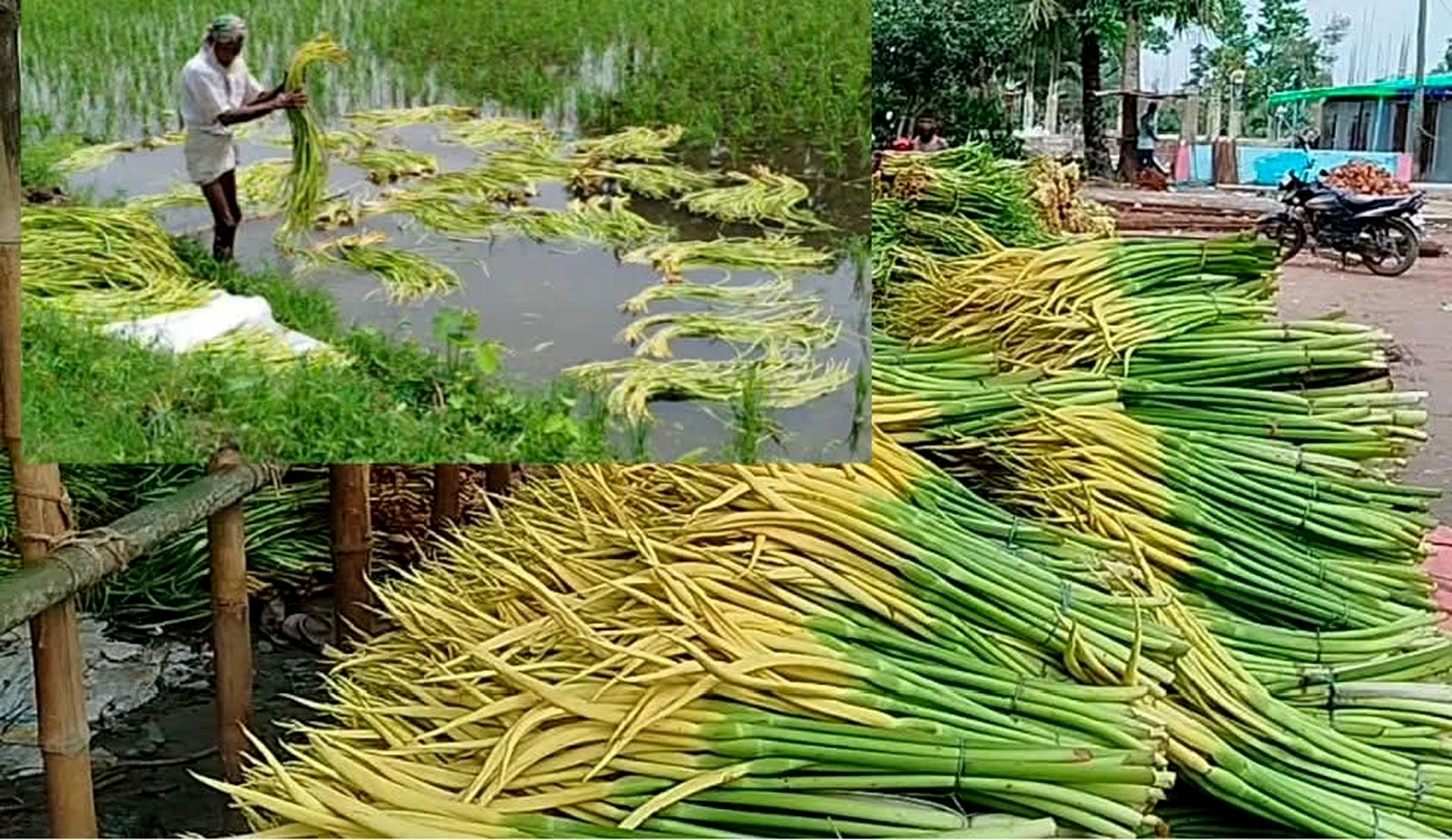 কুমিল্লার বরুড়া উপজেলার কৃষকদের ভাগ্য বদলে দিয়েছে কচু ও লতি