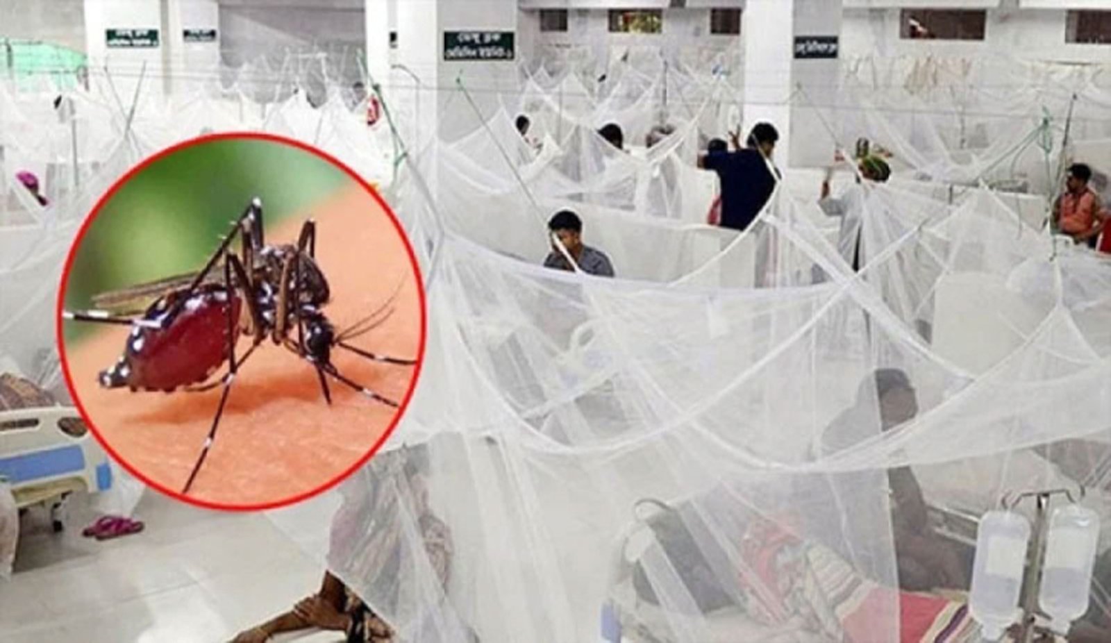 আশঙ্কাজনক হারে বাড়ছে ডেঙ্গু রোগীর সংক্রমণ