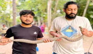 ঢাকায় উদ্ধার রাসেলস ভাইপার