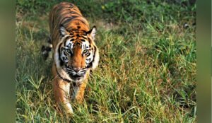 বাঘ শুধু প্রাণী নয় আমাদের অহংকার: উপদেষ্টা রিজওয়ানা