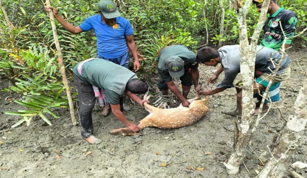 শিকারিদের ফাঁদে হরিণ উদ্ধার করে সুন্দরবনে অবমুক্ত
