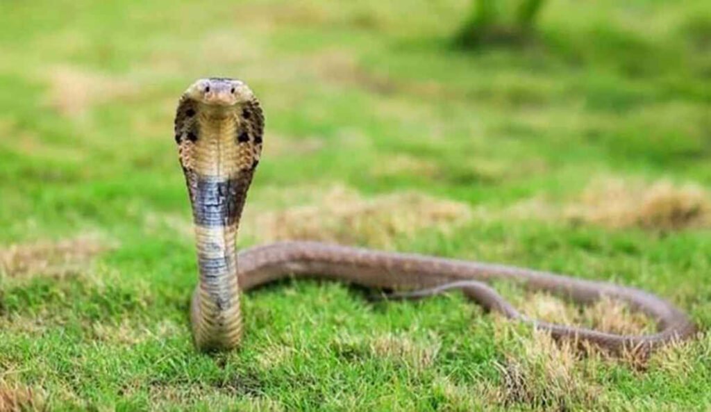 বিষধর সাপের কামড়ে প্রাণ গেল কৃষকের