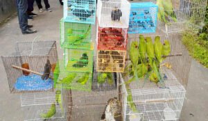 রাজধানীতে ৫০টি দেশীয় বন্যপ্রাণী উদ্ধার