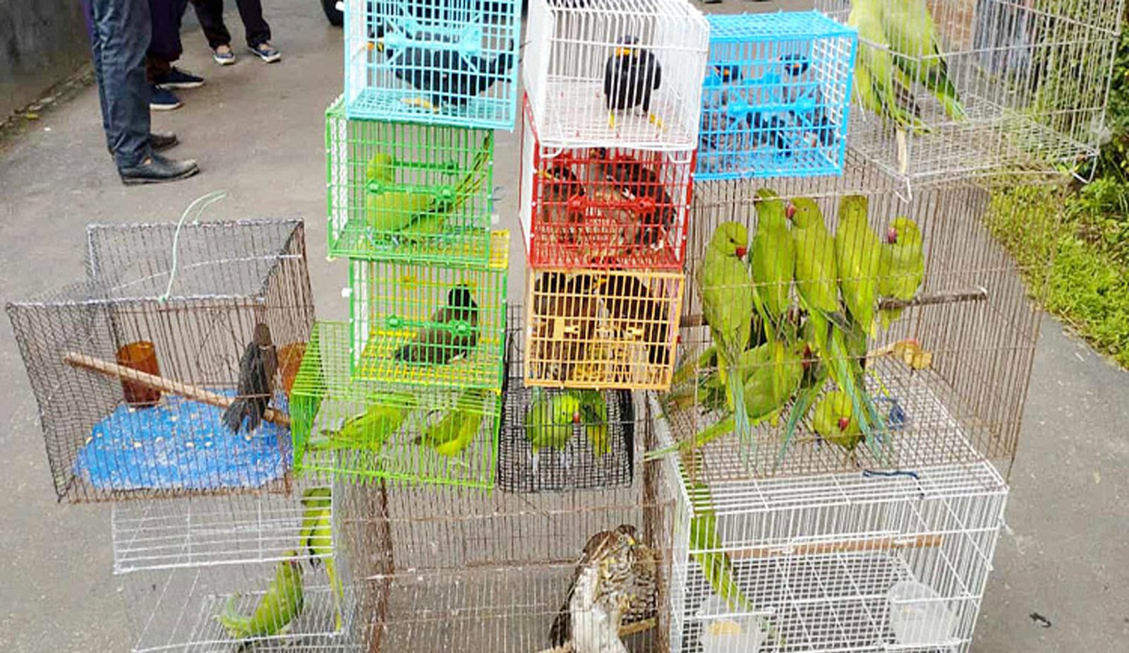 রাজধানীতে ৫০টি দেশীয় বন্যপ্রাণী উদ্ধার