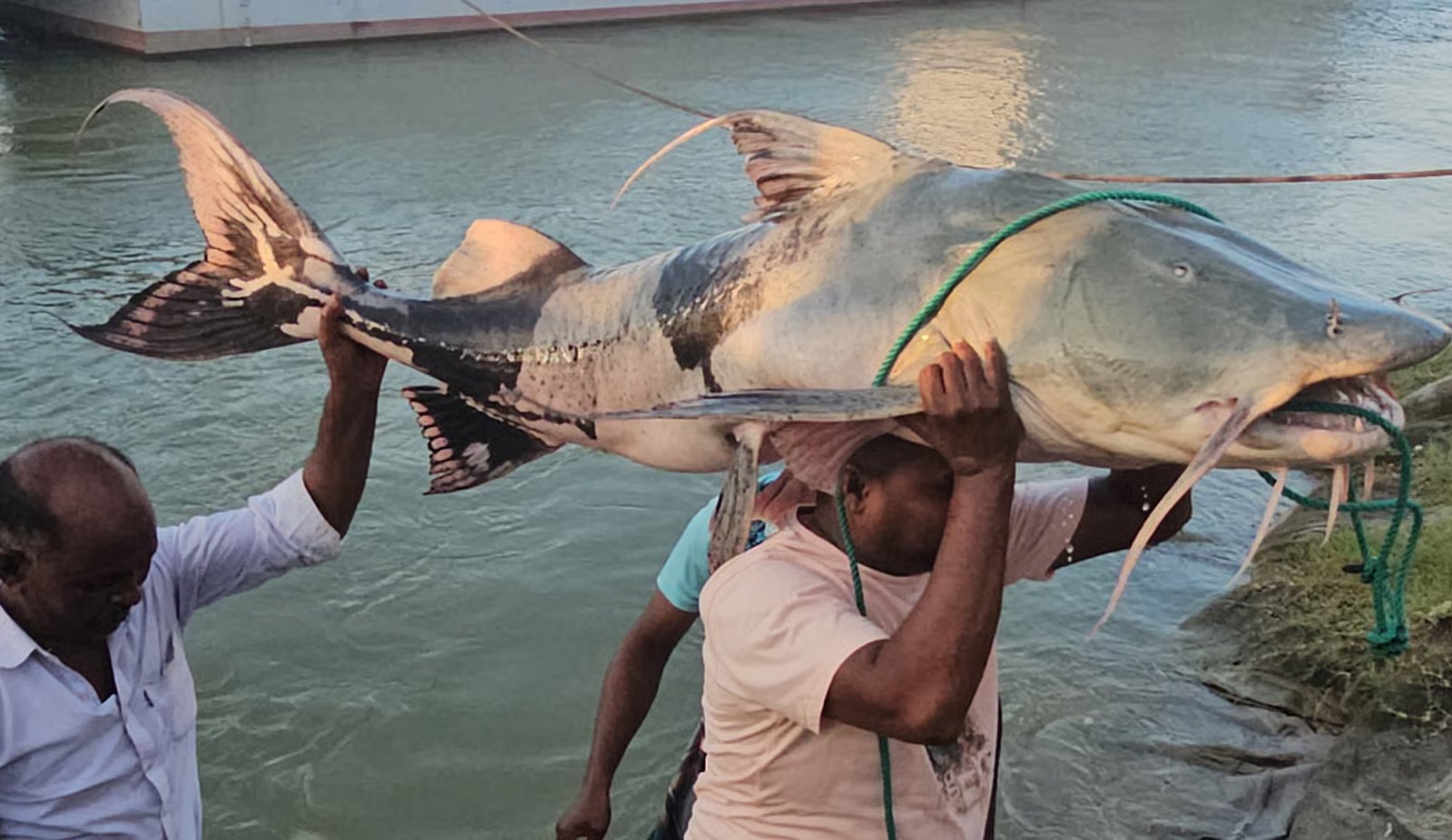 পদ্মায় ধরা পড়ল বিশাল আকৃতির বাগাড়