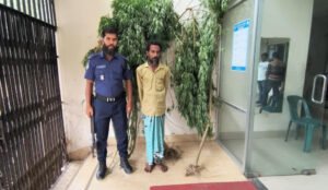 মেহেরপুরে গাঁজা গাছসহ আটক ১ জন