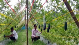 নওগাঁয় সাড়া ফেলেছে বর্ষাকালীন কালো তরমুজ