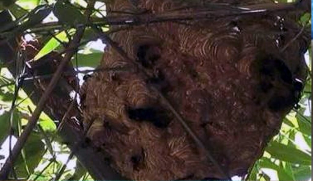 মাদারীপুরে ভিমরুলের কামড়ে এক শিশুর মৃত্যু