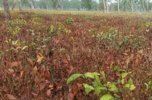 দাবদাহে বিপর্যস্ত জনজীবন: তাপমাত্রা বৃদ্ধির ভয়াল চিত্র
