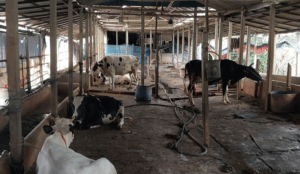 আওয়ামী লীগ নেতার খামার থেকে গরু লুট