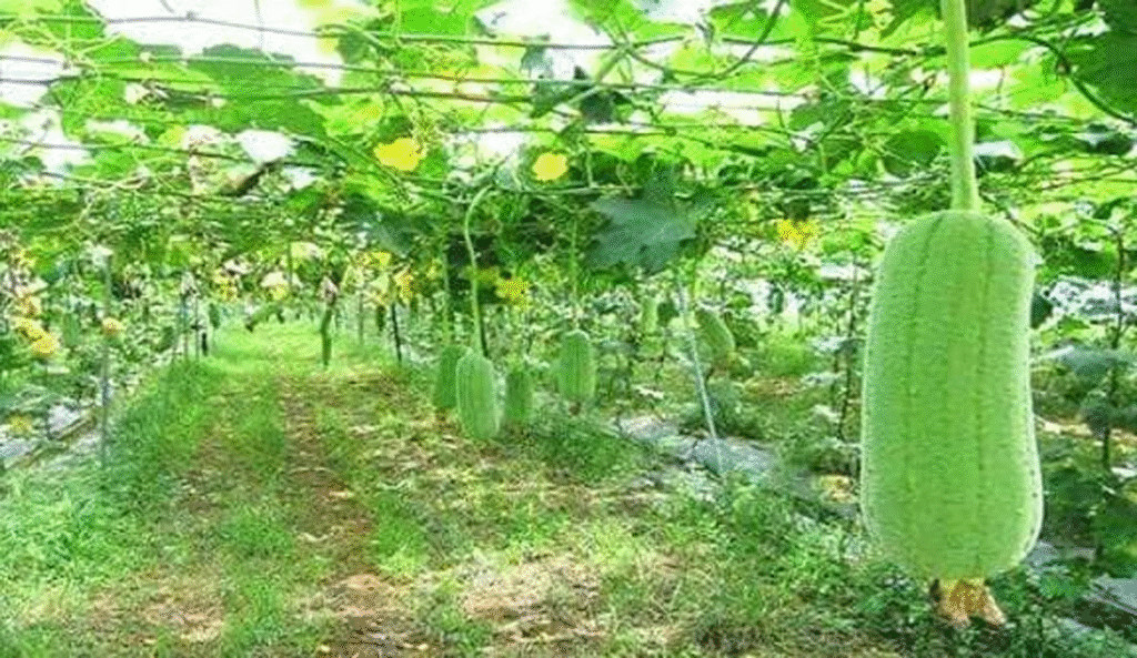 আগাম শীতকালীন সবজি চাষে বাম্পার ফলনের আশাবাদী কৃষক !