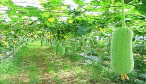 আগাম শীতকালীন সবজি চাষে বাম্পার ফলনের আশাবাদী কৃষক !