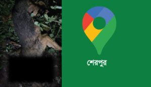 শেরপুরে পাগলা শিয়ালের কামড়ে আহত ২২