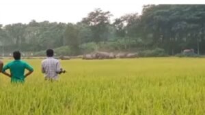 শেরপুরে বন্যহাতির তাণ্ডবে তছনছ আমন ধান!