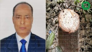 অনুমতি ছাড়া সরকারি ২১টি গাছ কাটলেন প্রাণীসম্পদ কর্মকর্তা