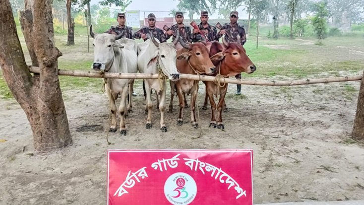 বিজিবির পৃথক অভিযানে ভারতীয় গরু জব্দ