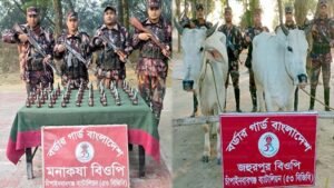 বিজিবি কর্তৃক পৃথক অভিযানে মদ ও গরু জব্দ