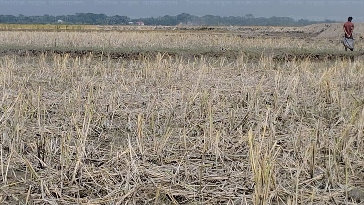 জোরপূর্বক ভূমিহীনদের ধান কেটে নিয়েছে ভূমিদস্যুরা