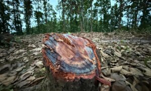 কাপাসিয়ায় বন কর্মকর্তাদের সহায়তায় কোটি টাকার গজারি বন উজাড়ের মচ্ছব