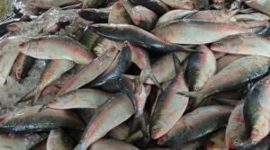 জাটকা শিকারে আজ থেকে নিষেধাজ্ঞা শুরু