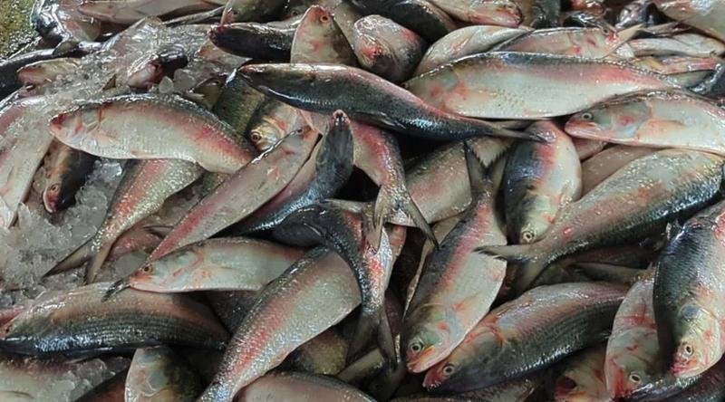 জাটকা শিকারে আজ থেকে নিষেধাজ্ঞা শুরু