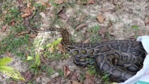 কুমিল্লায় ১২ ফুট লম্বা অজগর উদ্ধার