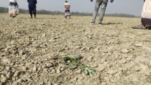 তরমুজ খেতে দমননাশক প্রয়োগের অভিযোগ