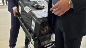 তারেক রহমানের সঙ্গে দেশে এলো জেবু