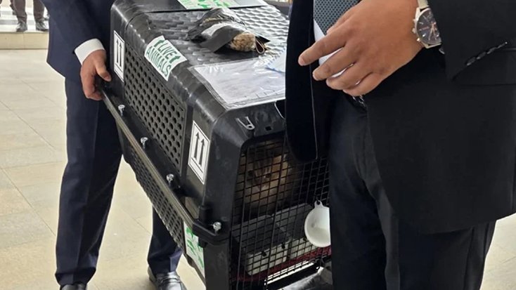 তারেক রহমানের সঙ্গে দেশে এলো জেবু