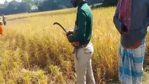 বরগুনায় কৃষকের জমির ধান লুট