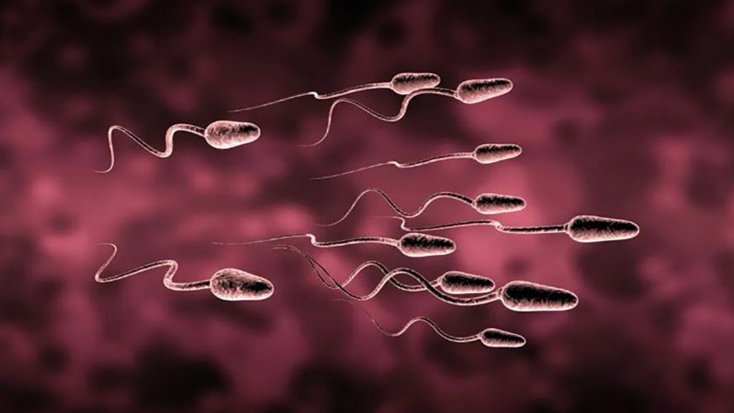 যে খাবারগুলো শুক্রাণু কমাতে পারে জানাচ্ছে গবেষণা