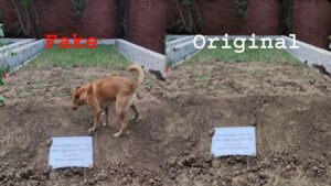 হাদির কবরে কুকুরের ছবি বসিয়ে প্রপাগাণ্ডা