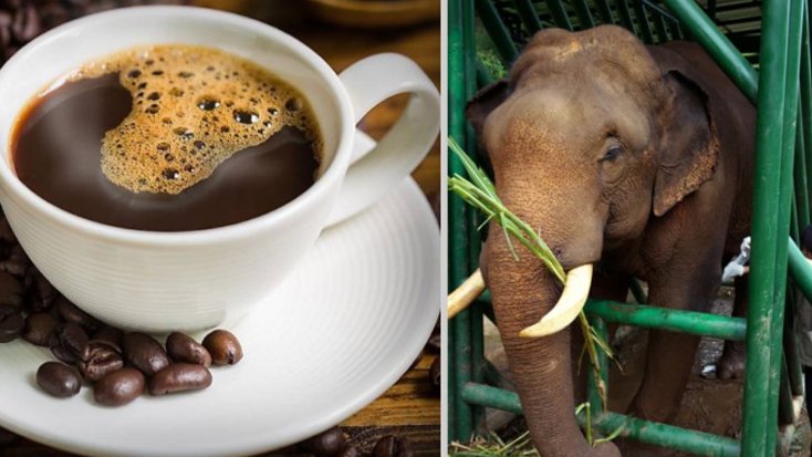 হাতির মল থেকে তৈরি হয় বিশ্বের দামি কফি