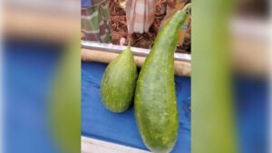 এক জোড়া লাউ ১৮ হাজার টাকায় বিক্রি