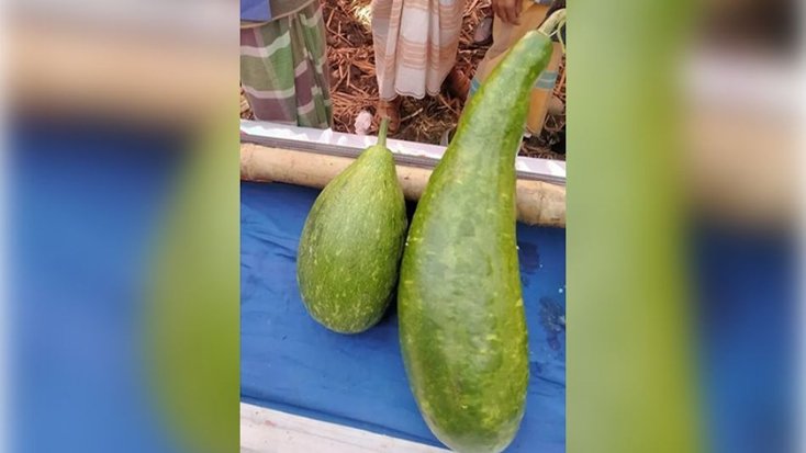 এক জোড়া লাউ ১৮ হাজার টাকায় বিক্রি