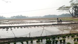 তালতলীতে আওয়ামীলীগ নেতার বিরুদ্ধে জমি দখলের অভিযোগ