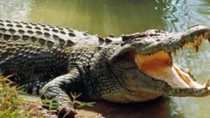 পদ্মায় কুমির, আতঙ্কে এলাকাবাসী