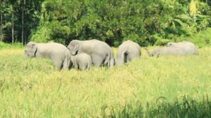 বন্য হাতির আক্রমণে নিহত-১