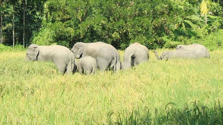বন্য হাতির আক্রমণে নিহত-১