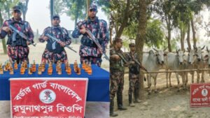 বিজিবির পৃথক অভিযানে ভারতীয় মদ ও গরু জব্দ