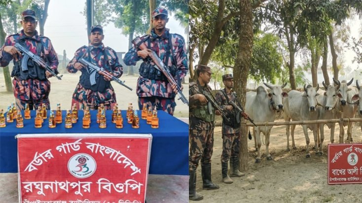 বিজিবির পৃথক অভিযানে ভারতীয় মদ ও গরু জব্দ