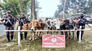 বিজিবির পৃথক অভিযানে ১৬টি ভারতীয় গরু জব্দ