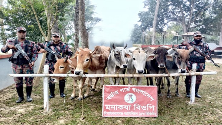 বিজিবির পৃথক অভিযানে ১৬টি ভারতীয় গরু জব্দ