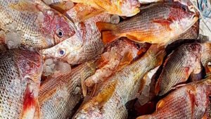 এক জালে ধরা পড়ল ৩৫ লাখ টাকার লাল কোরাল