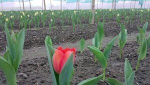 তেঁতুলিয়াতে গড়ে উঠেছে টিউলিপ গ্রাম