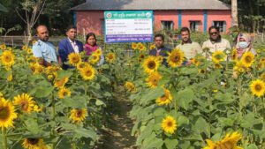 শেরপুরে পতিত জমিতে সূর্যমুখী চাষে বাম্পার ফলনের আশাবাদী কৃষক